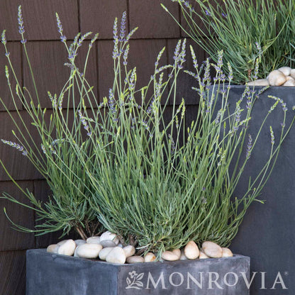 Phenomenal Lavender