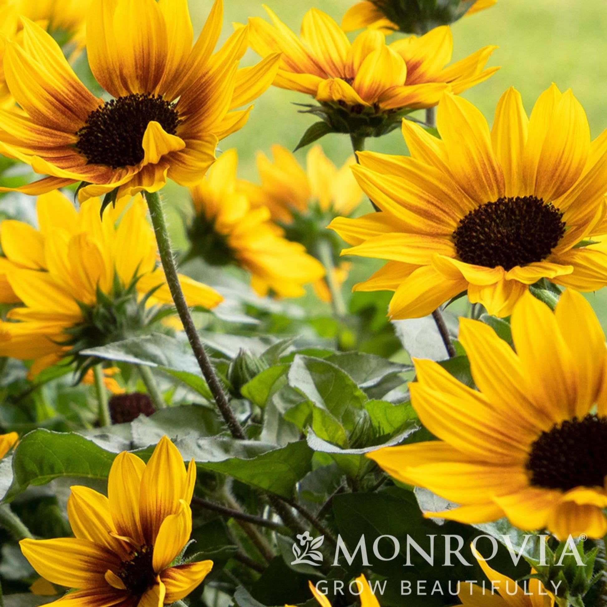 SunBelievable® Brown Eyed Girl Helianthus