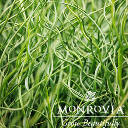 ColorGrass® Twister