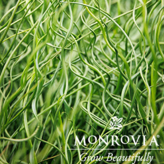 ColorGrass® Twister