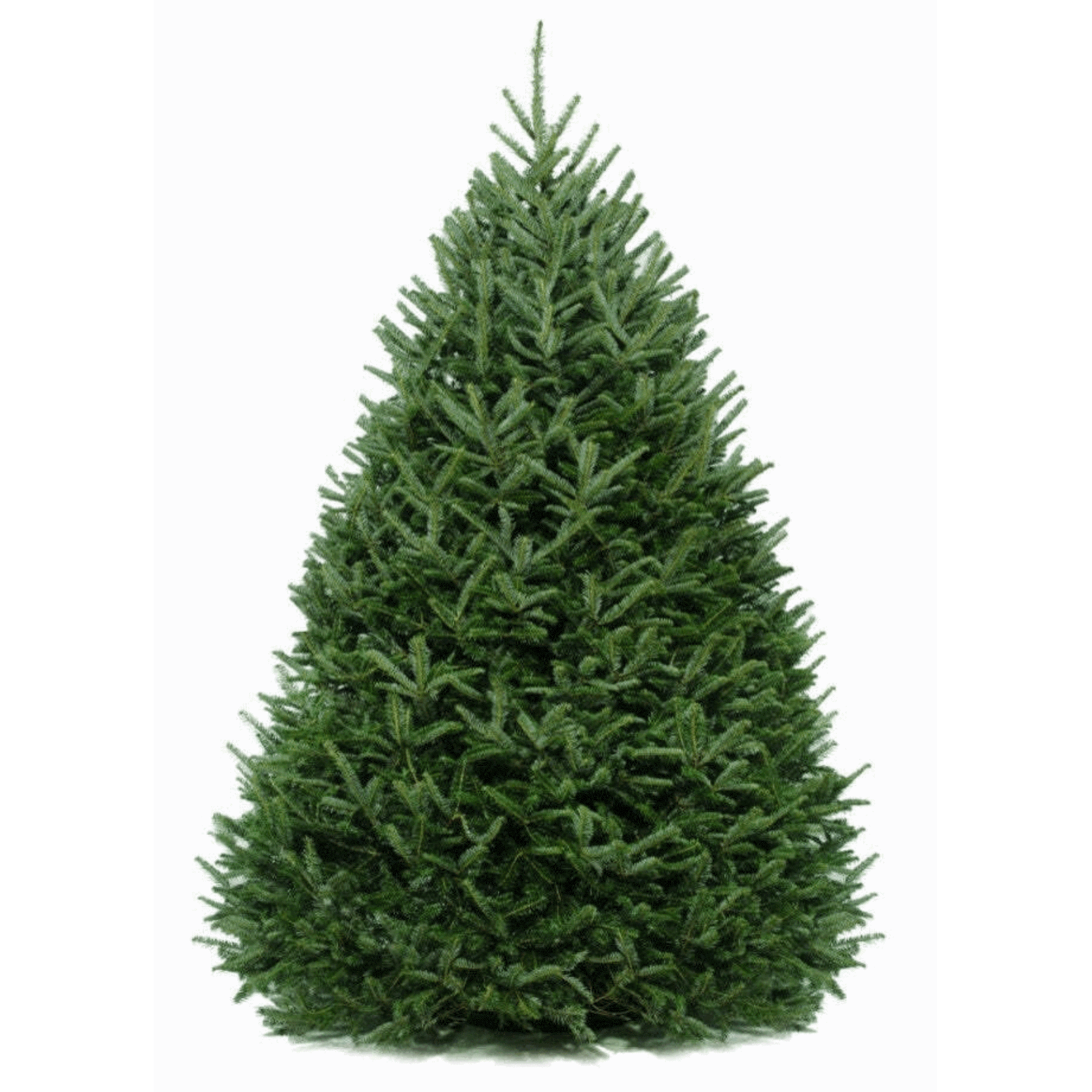 Frasier Fir Tree