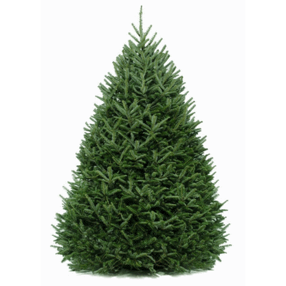 Frasier Fir Tree