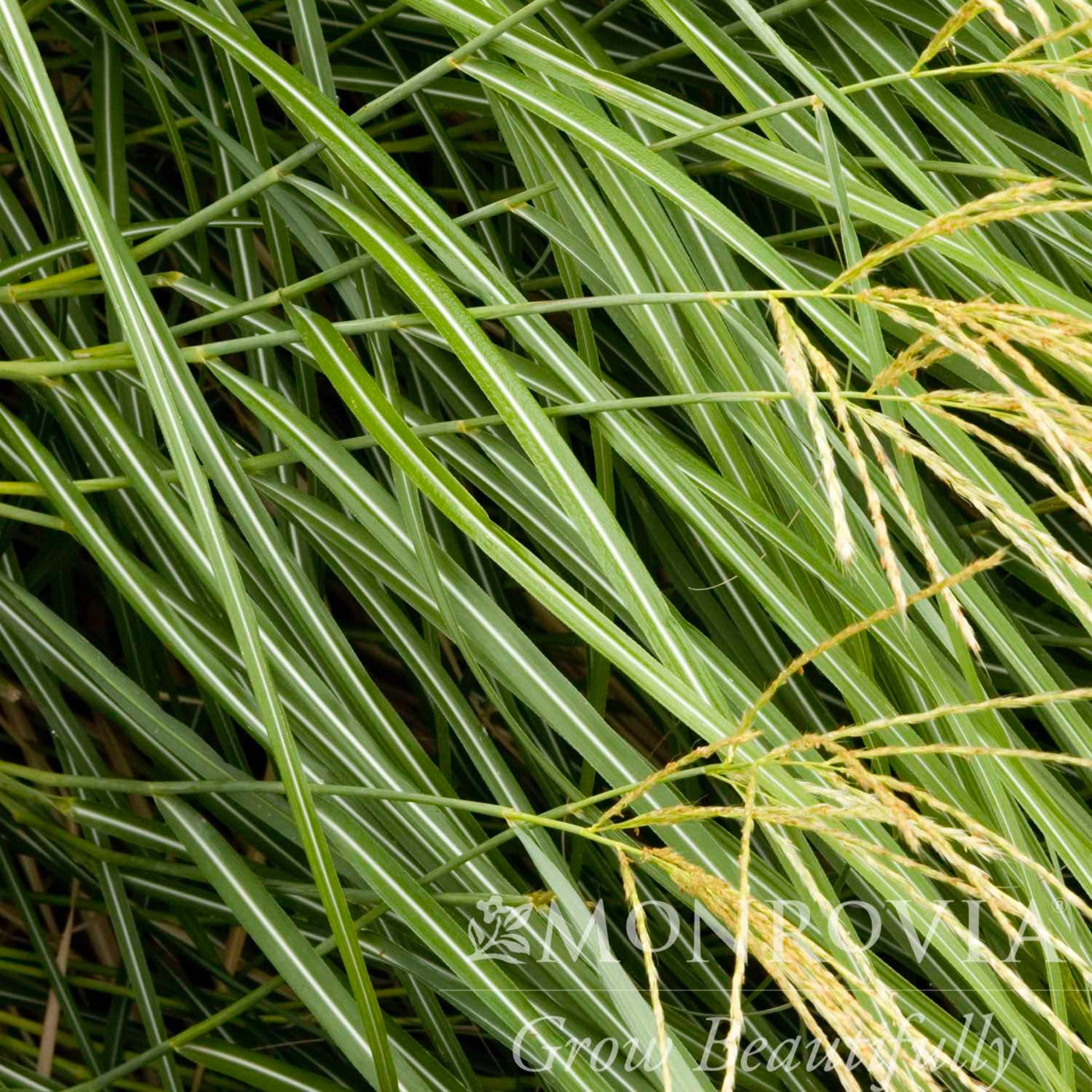 Dwarf Maiden Grass