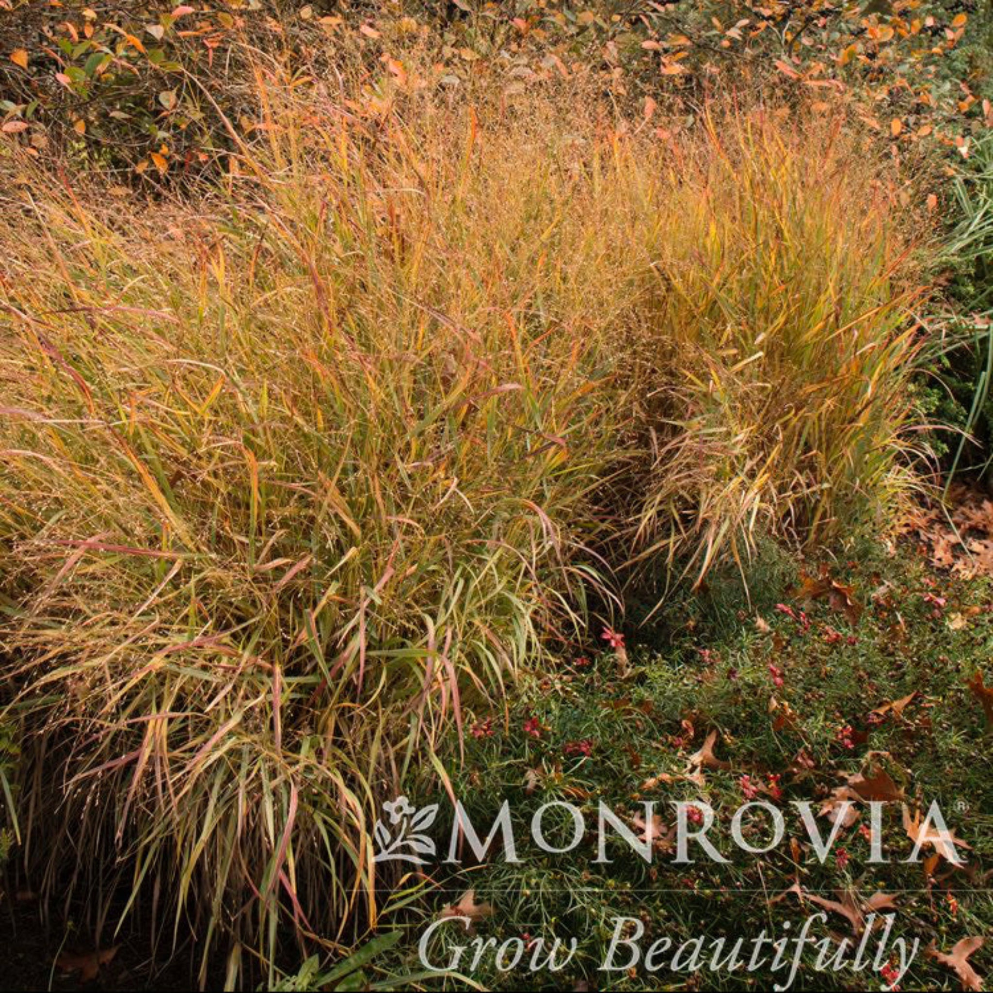 Shenandoah Switch Grass