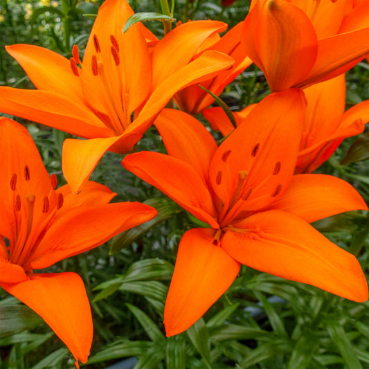 Orange Ton Asiatic Lilies