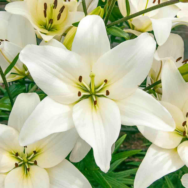 Bright Diamond Asiatic Lily Bulbs