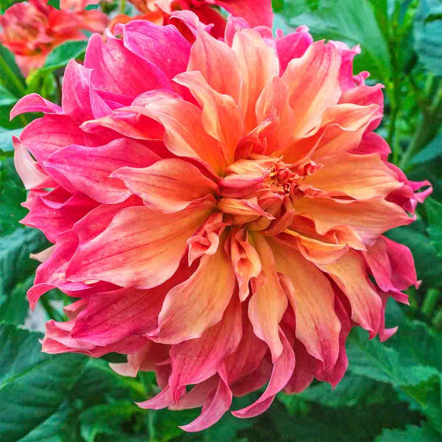 Belle of Barmera Dahlia