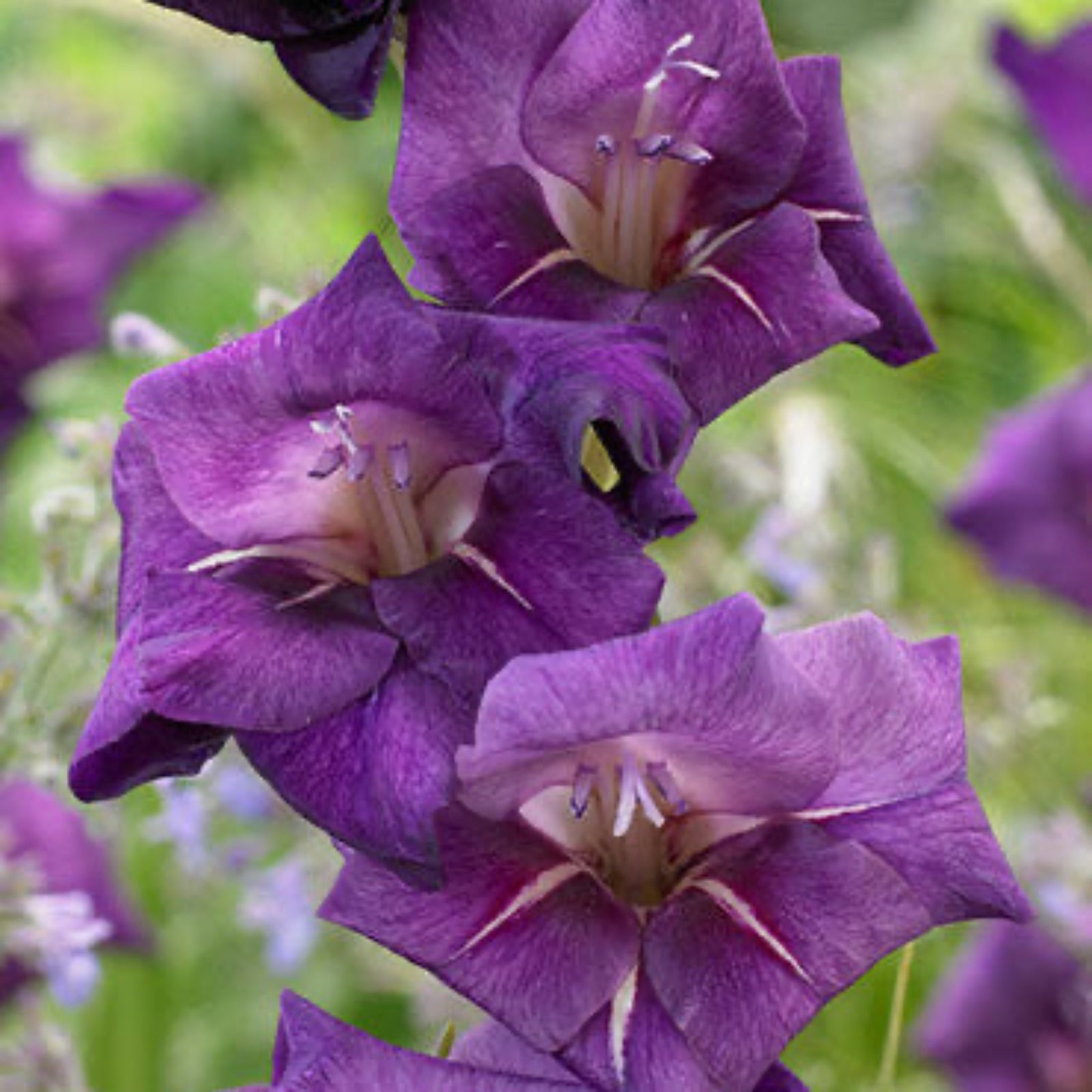 Flirty Gladiolus