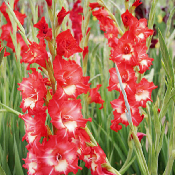 Helvetia Gladiolus