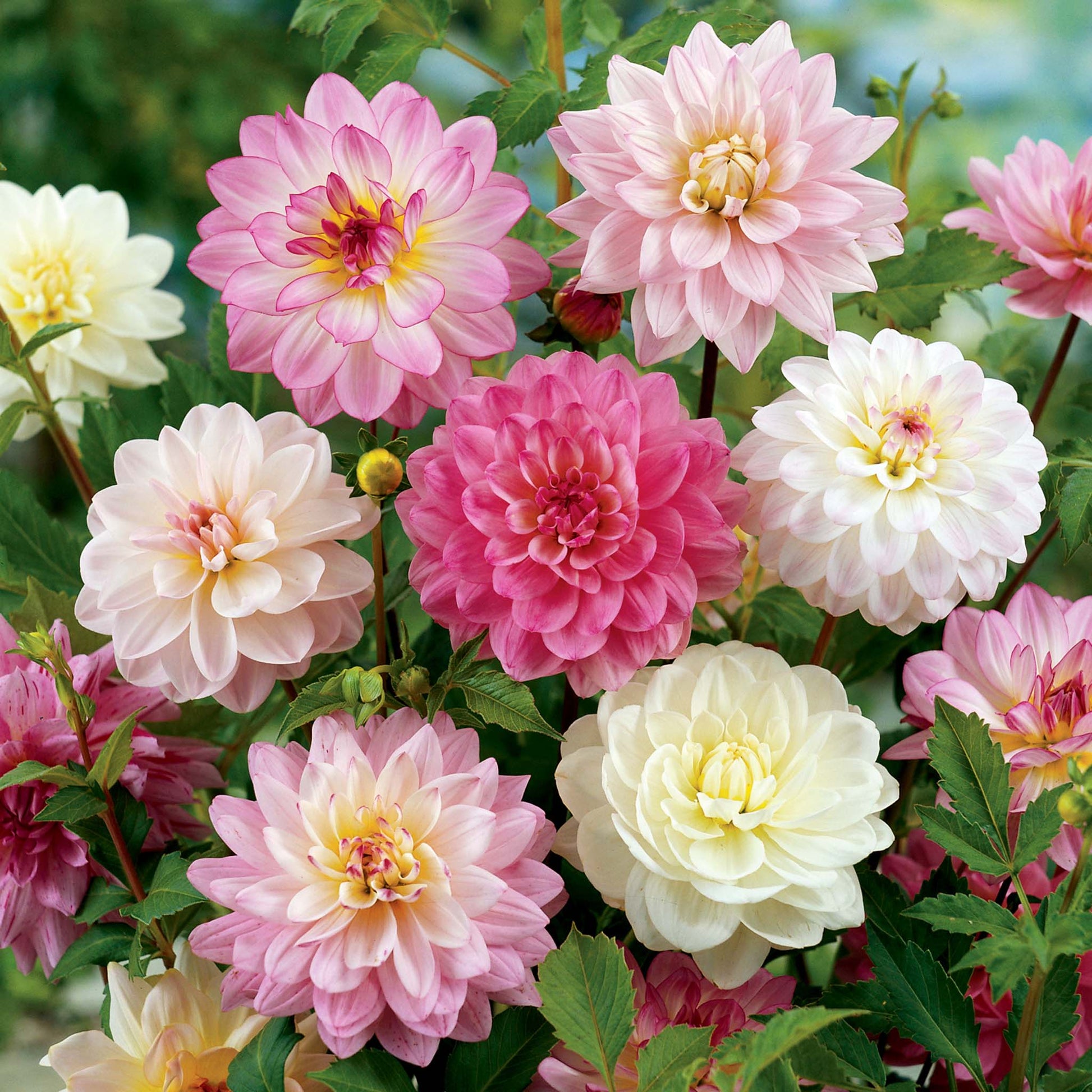 Apple Blossom Decorative Dahlia Mix