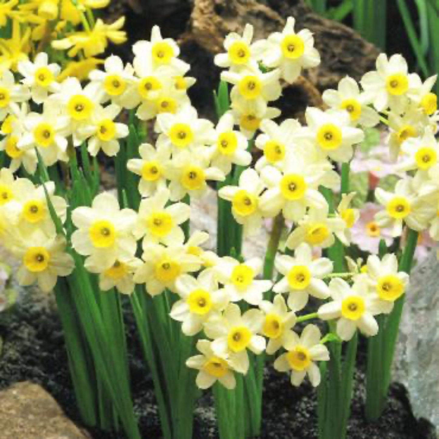 Minnow Daffodil 