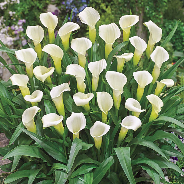 Intimate Ivory Calla Lily
