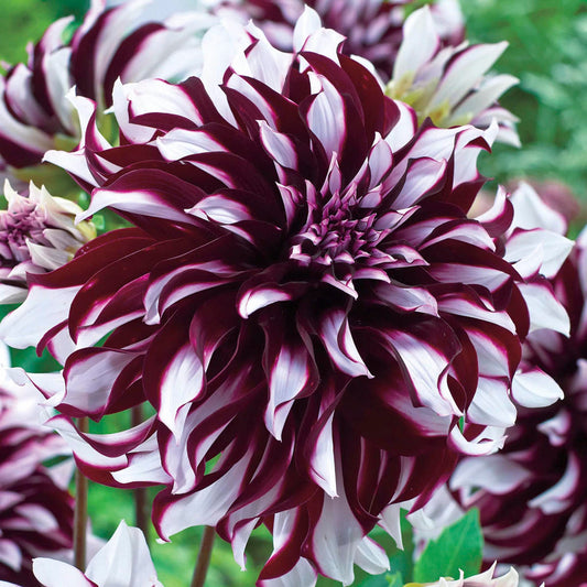 Tartan Dahlias