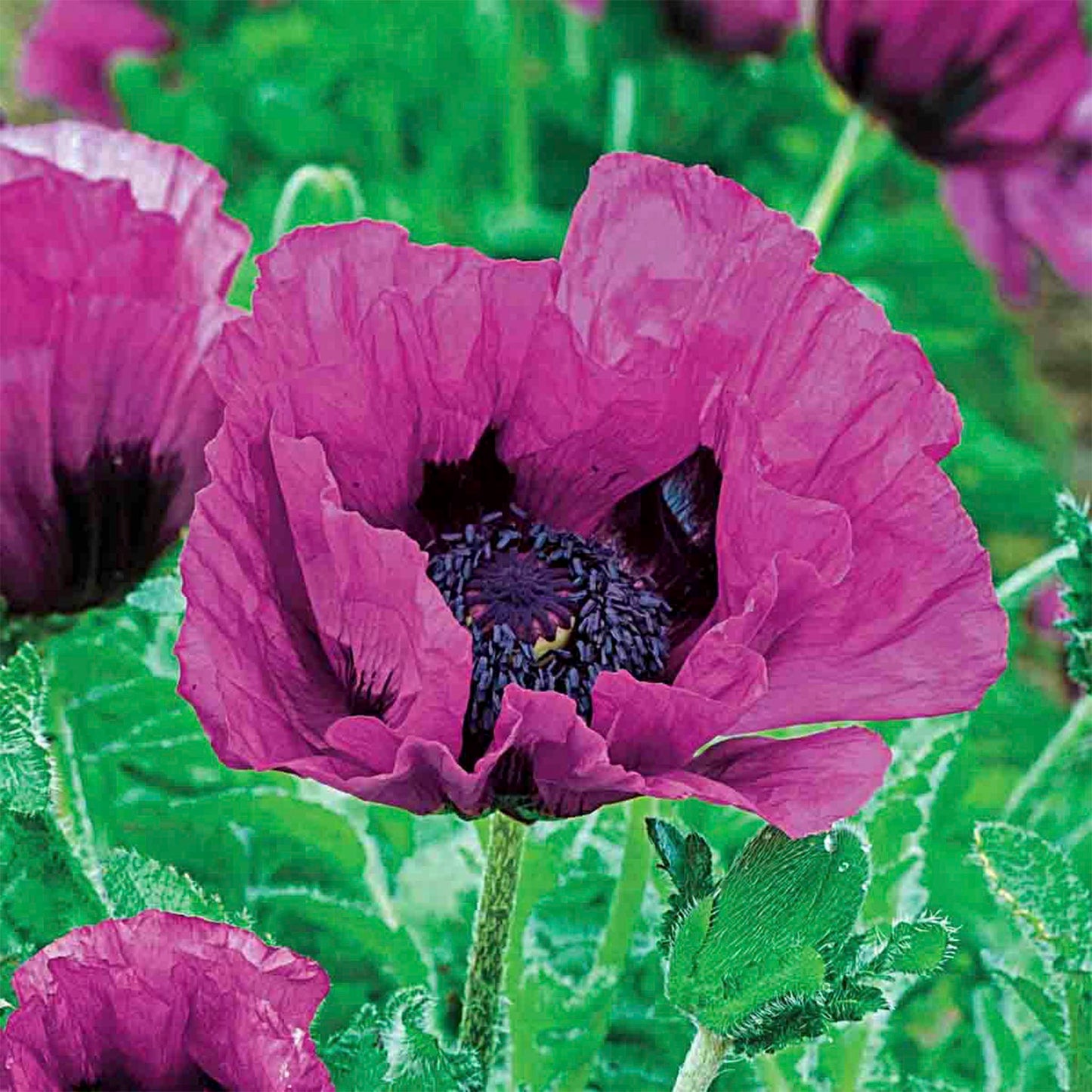 Central Park Oriental Poppy