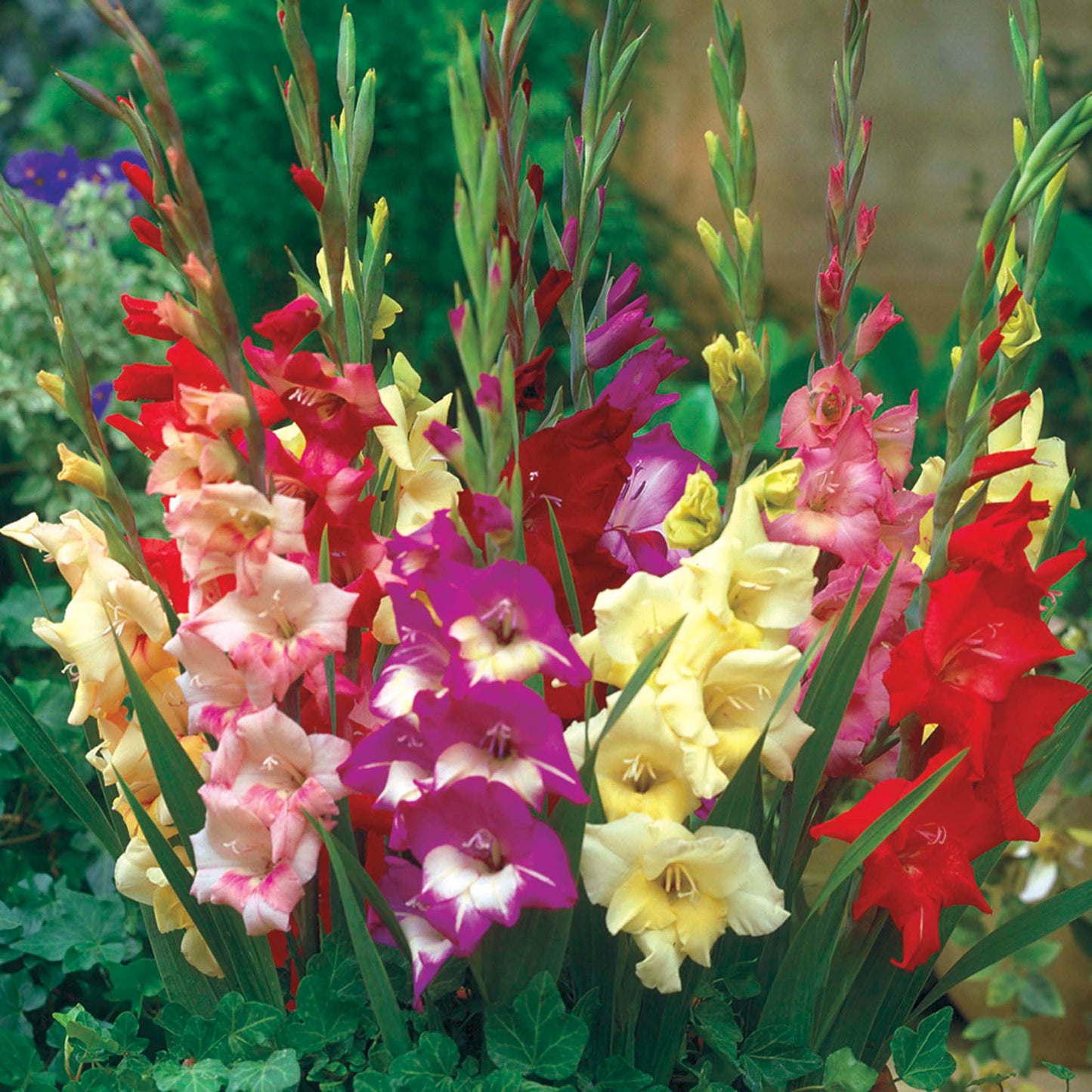 Glamini® Gladiolus
