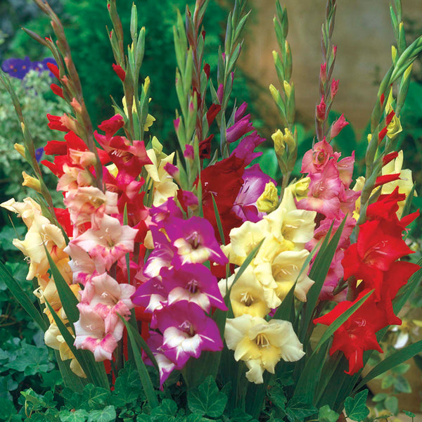 Glamini® Gladiolus