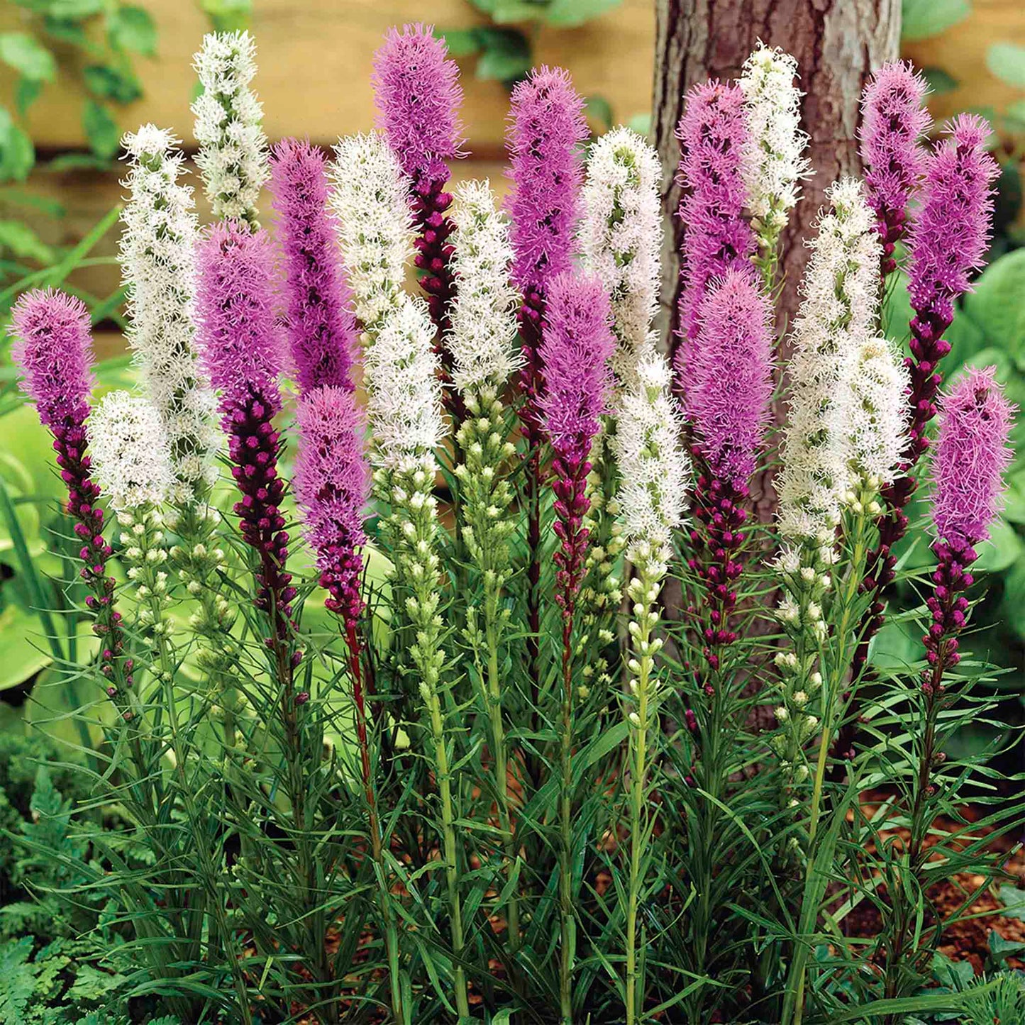 Liatris Mix