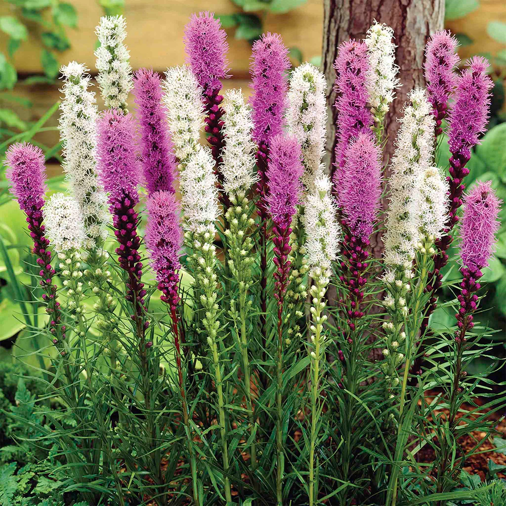Liatris Mix