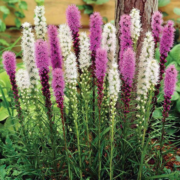 Liatris Mix