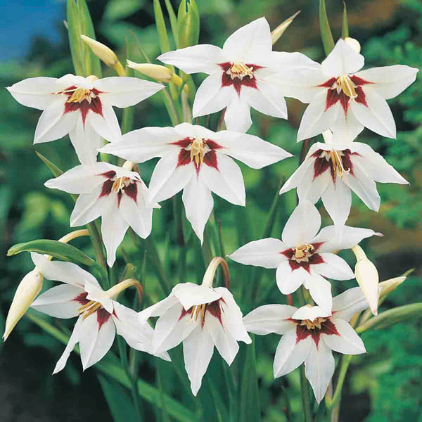 Abyssinian Gladiolus