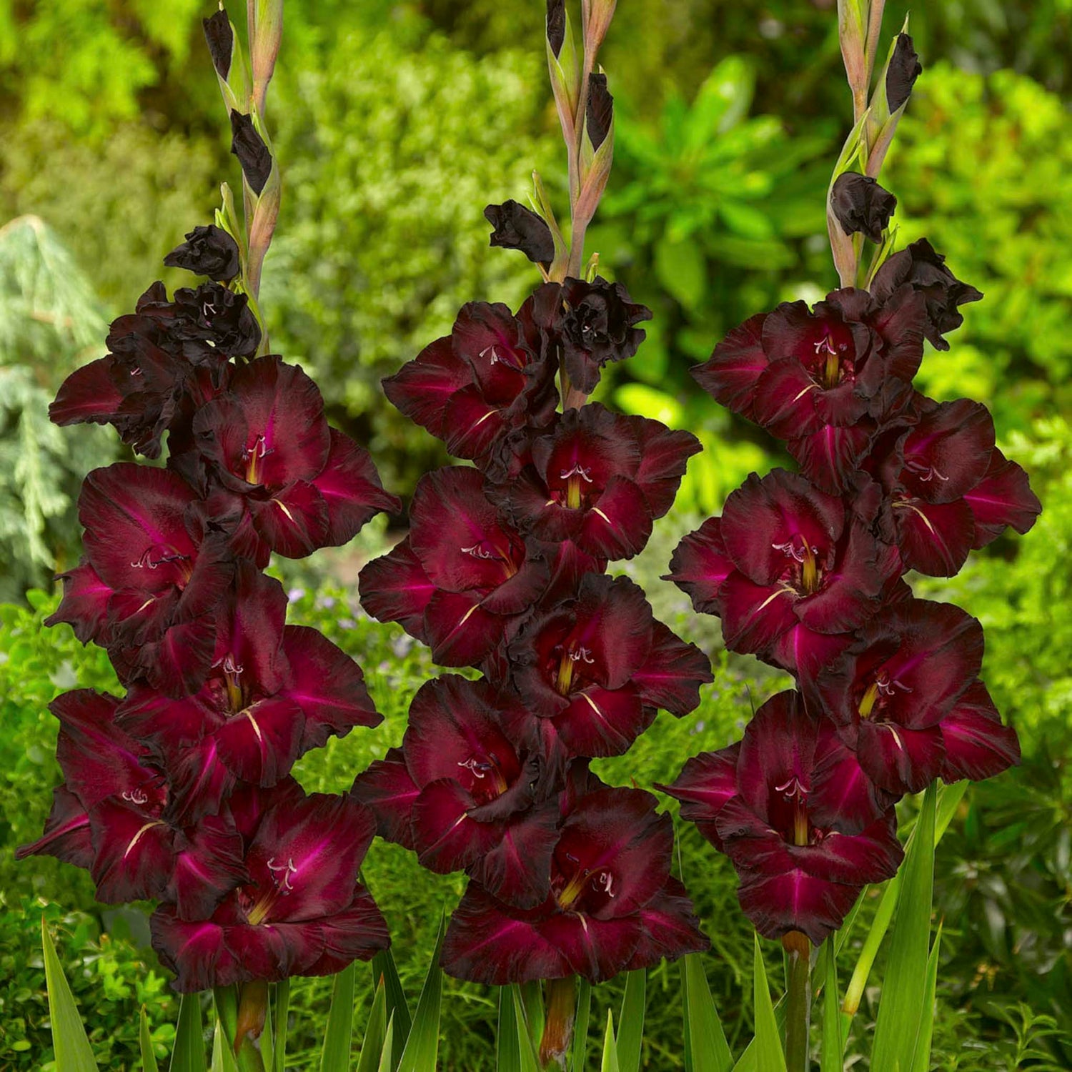 Black Star Gladiolus