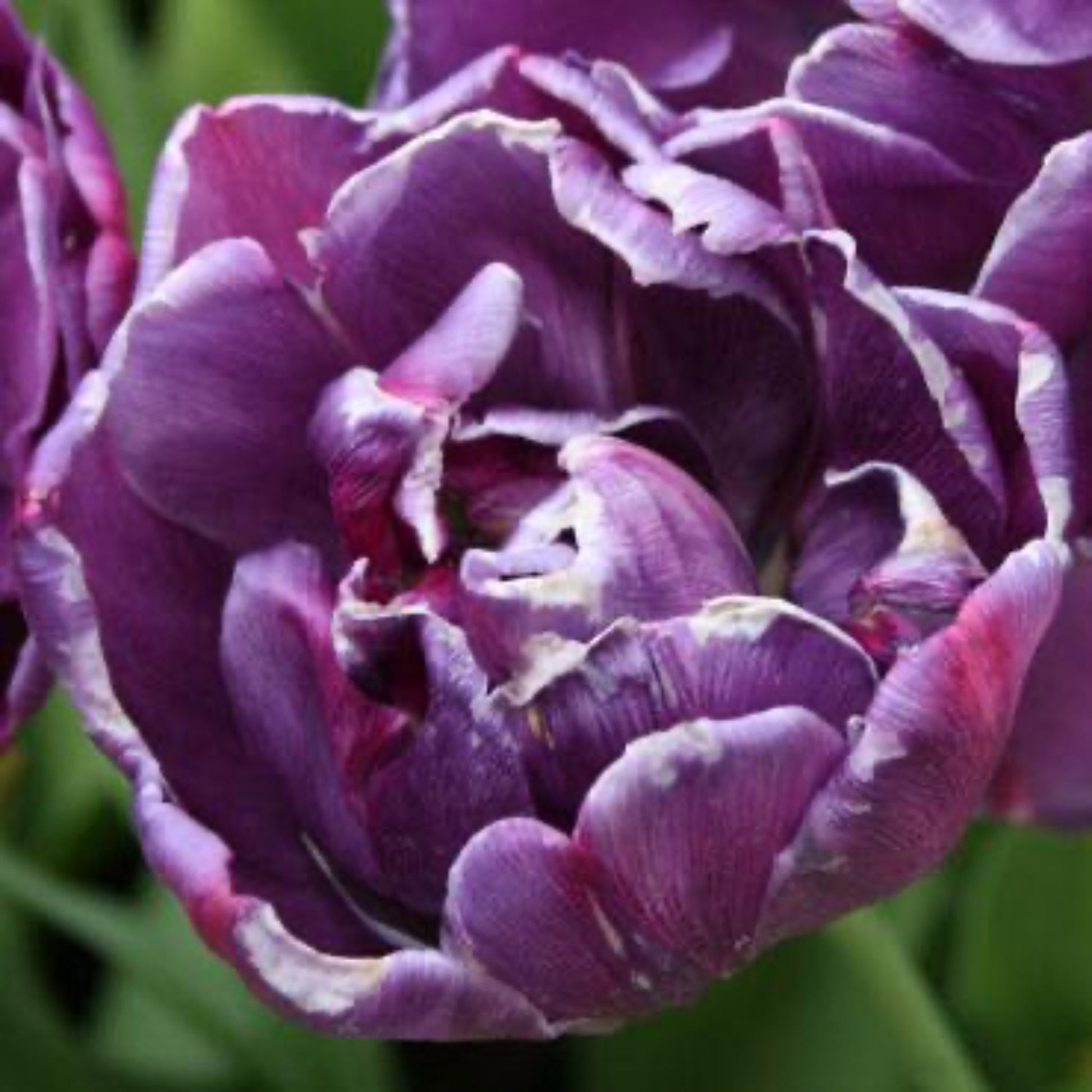 Blue Spectacle Tulip