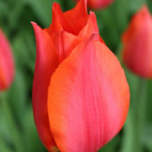 Orange Cassini Tulip