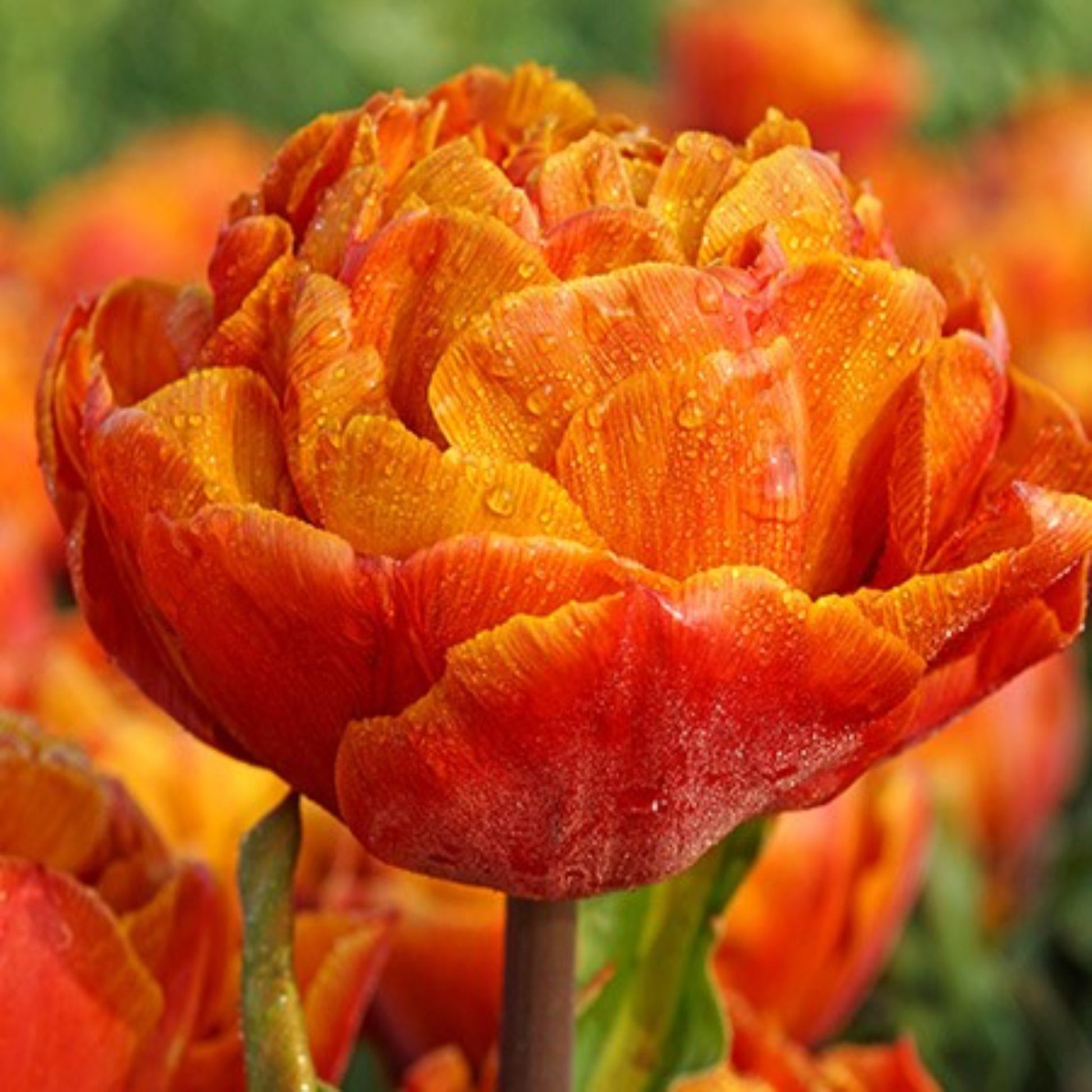 Gudoshnik Double Tulip