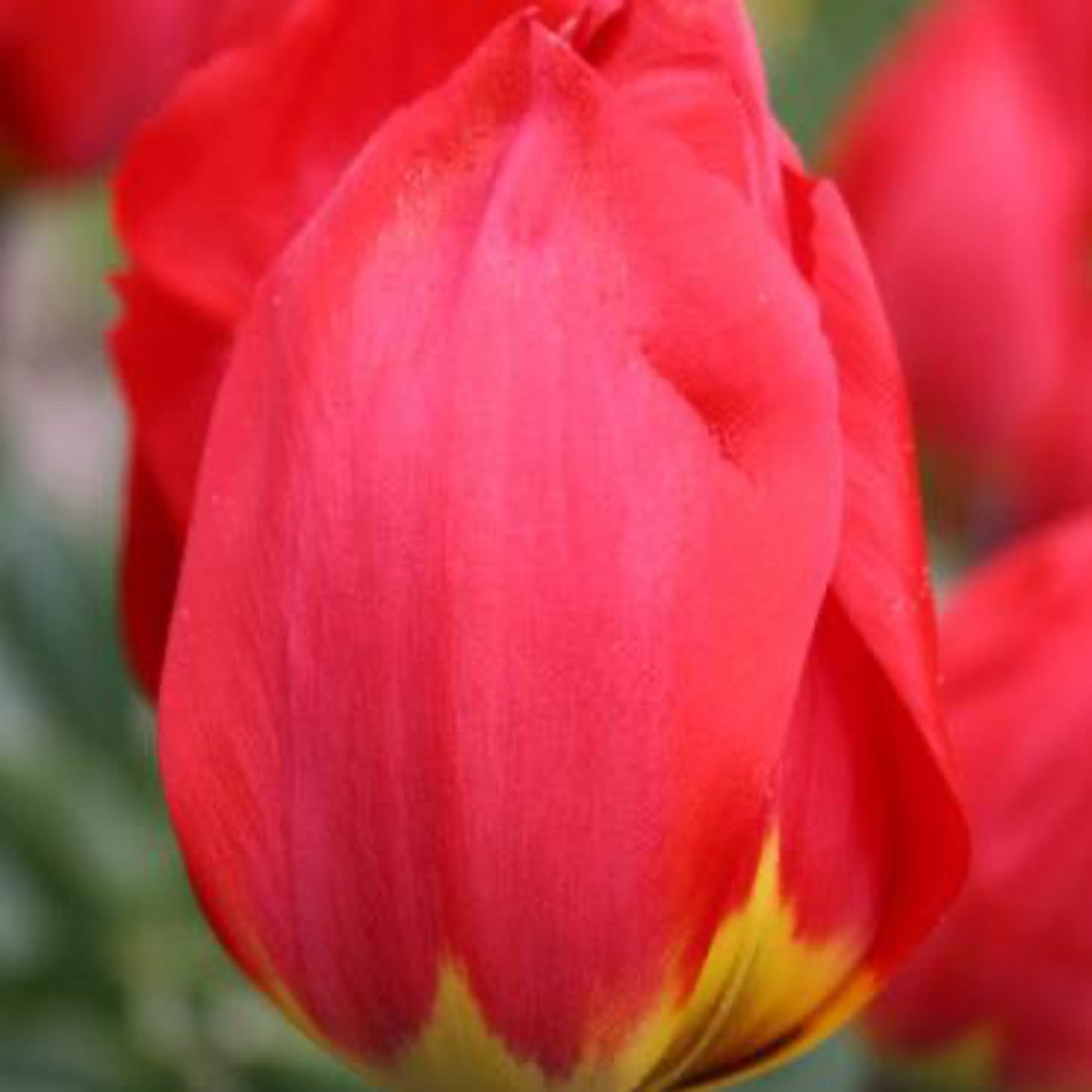 Ile de France Tulip