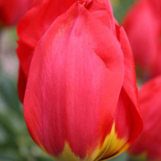 Ile de France Tulip