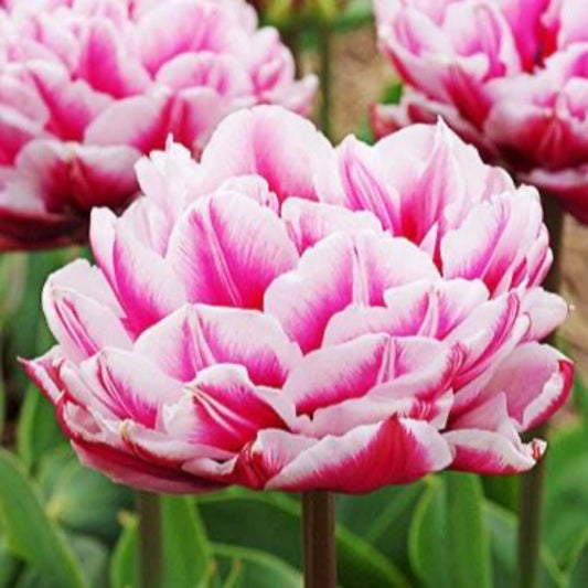 Columbus Tulip