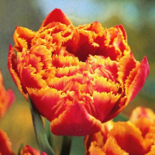 Crystal Beauty Tulip