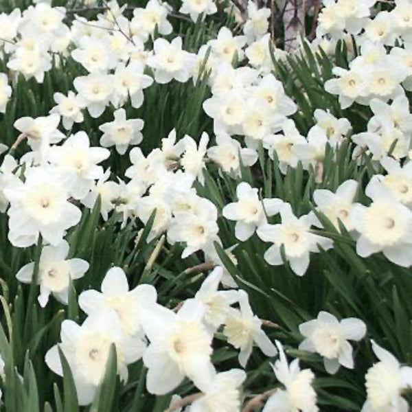 Stainless Daffodil 