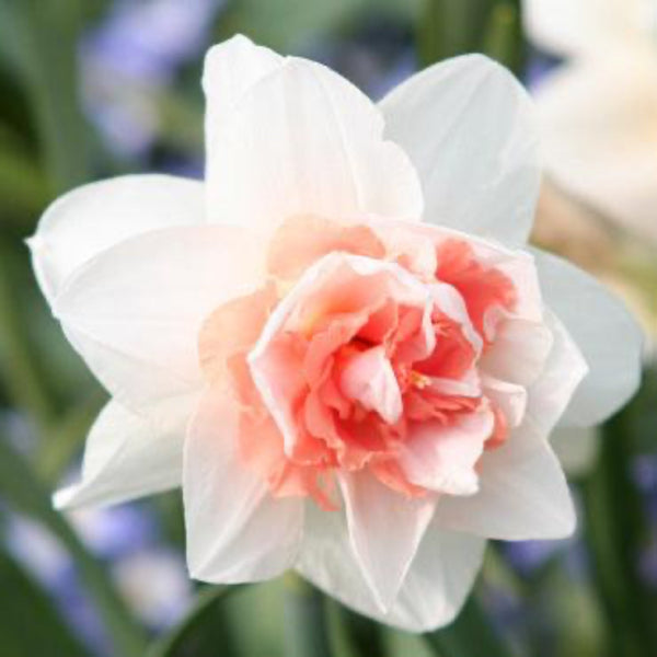 Sweet Paradise Daffodil