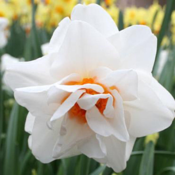 Replete Pink Daffodil 