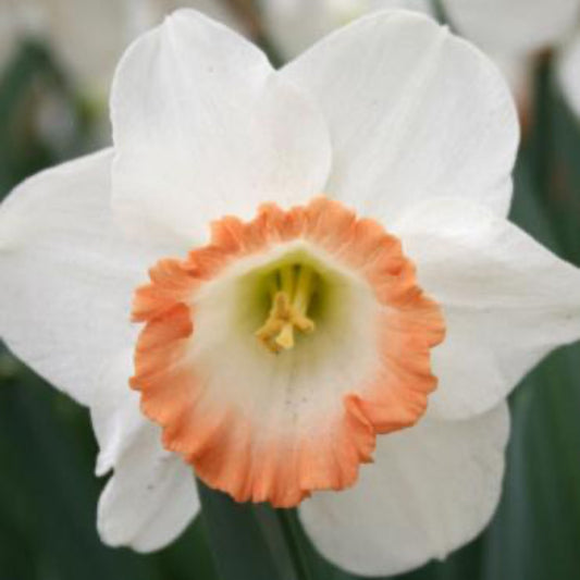 British Gamble Daffodil