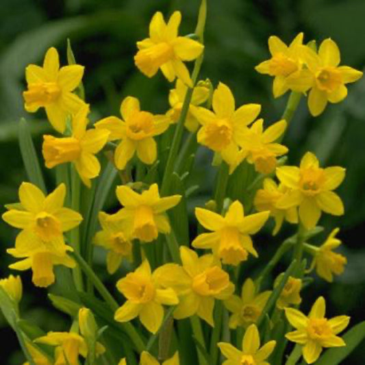 Yellow Sailboat Daffodil