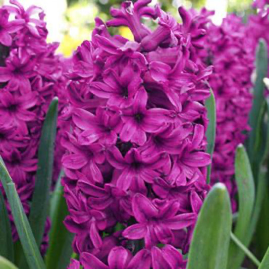 Woodstock Hyacinth