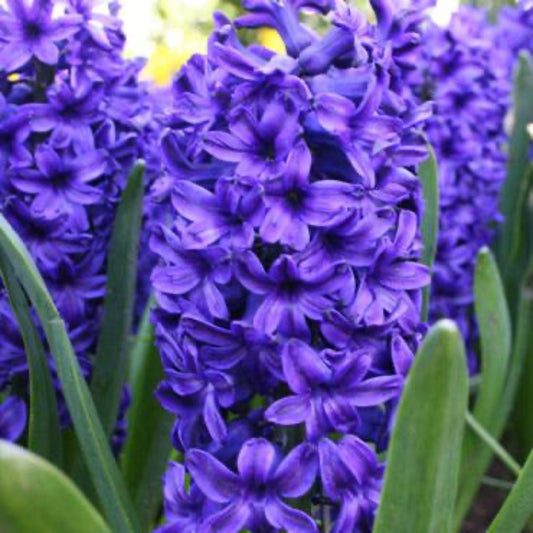 Blue Jacket Hyacinth