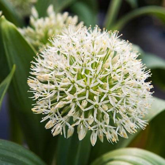 Ivory Queen Allium