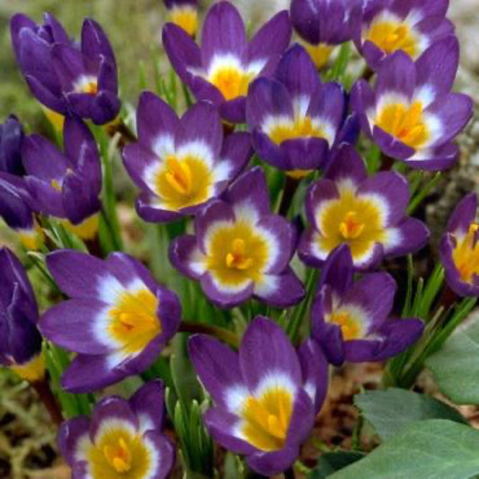 Sieberi Tricolor Crocus