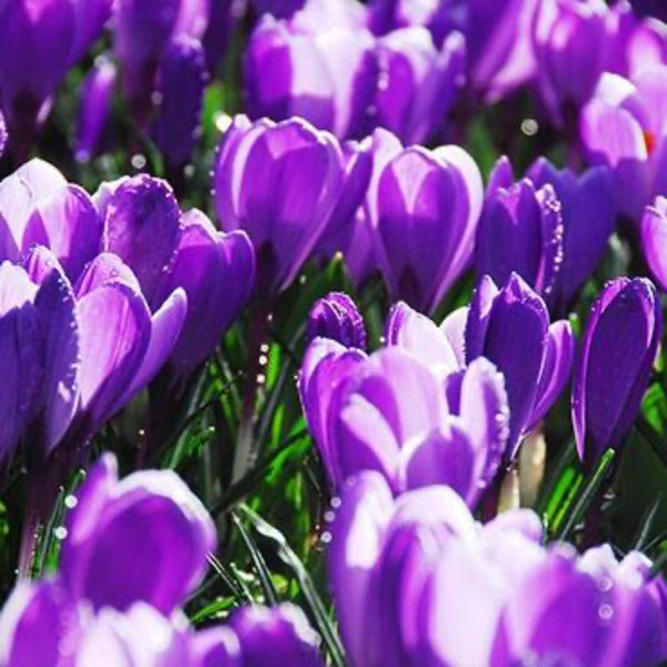 Remembrance Crocus