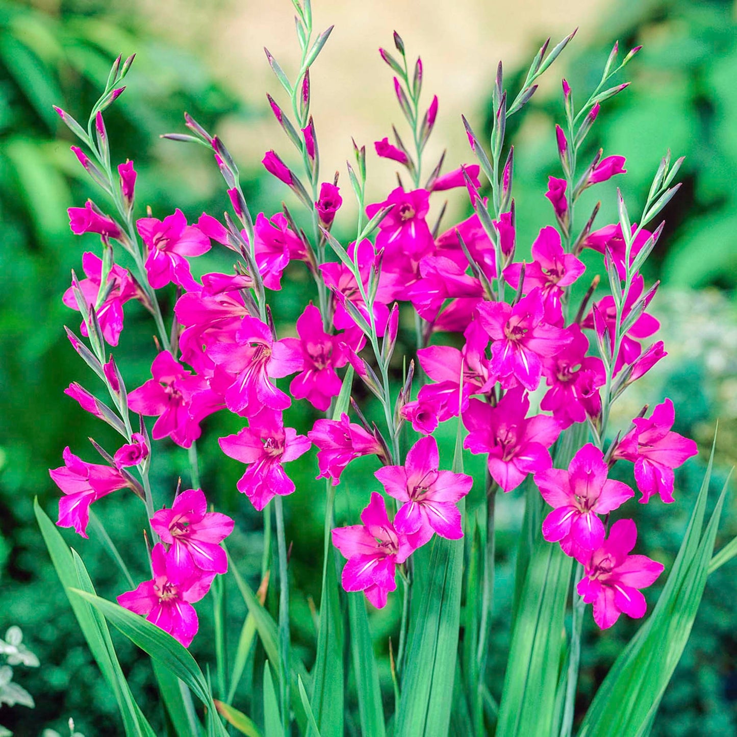 Byzantine Gladiolus