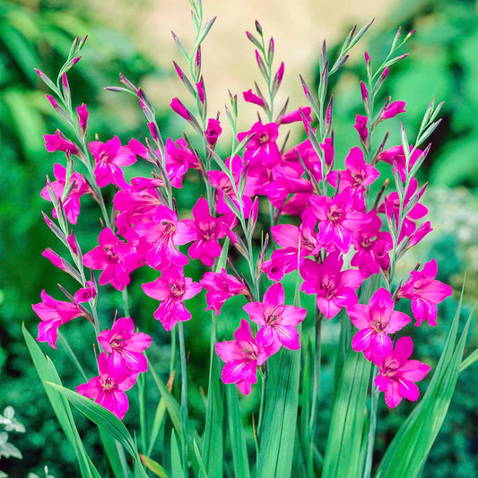 Byzantine Gladiolus