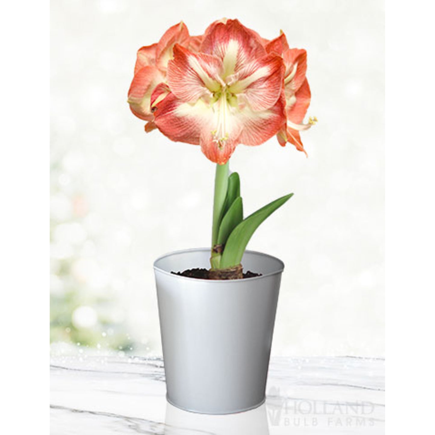 'Minerva' Amaryllis Kit