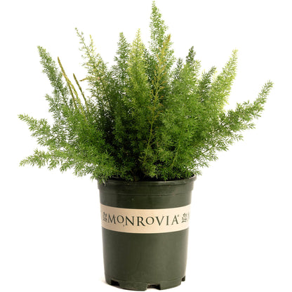 Foxtail Fern