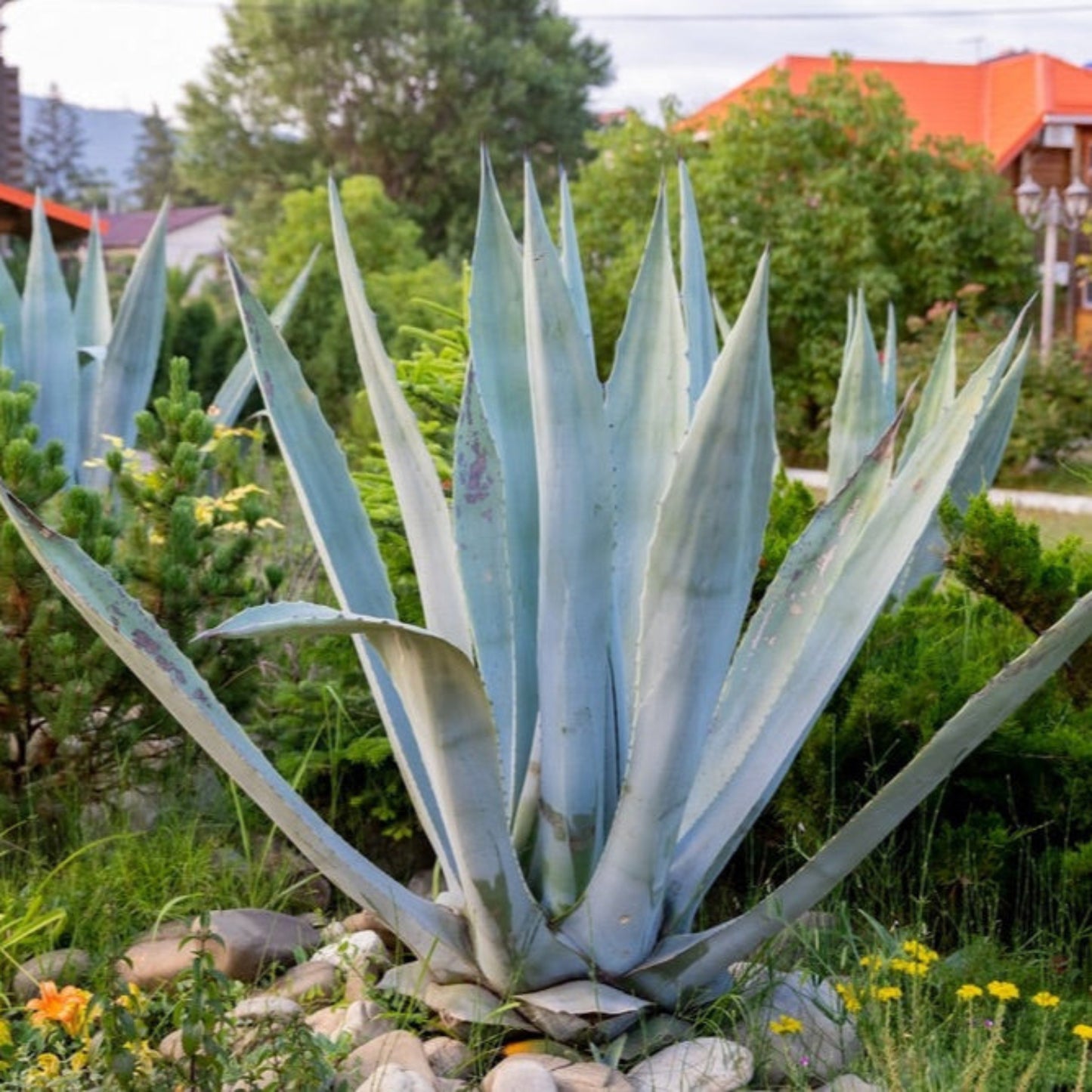 Americana Silver Agave