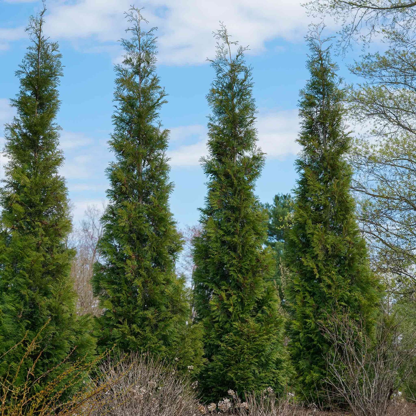 American Pillar Thuja