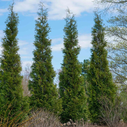 American Pillar Thuja