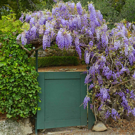 Amethyst Falls Wisteria